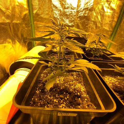 Auto Purple growlog timeline photo