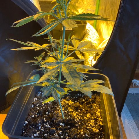 Auto Purple growlog timeline photo