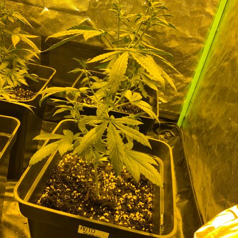 Auto Purple growlog timeline photo