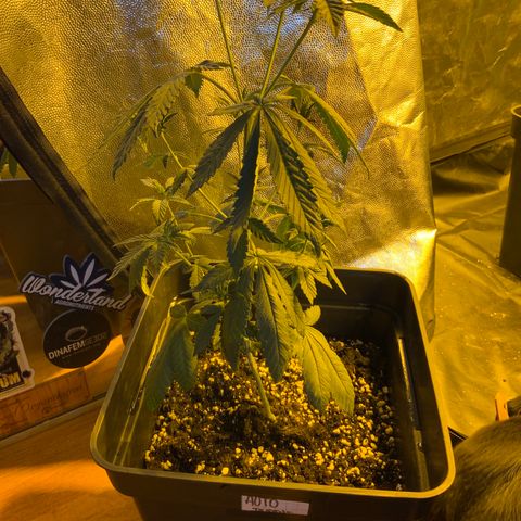 Auto Purple growlog timeline photo