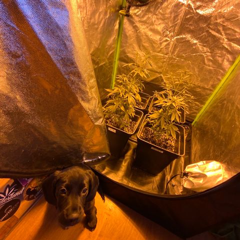 Auto Purple growlog timeline photo