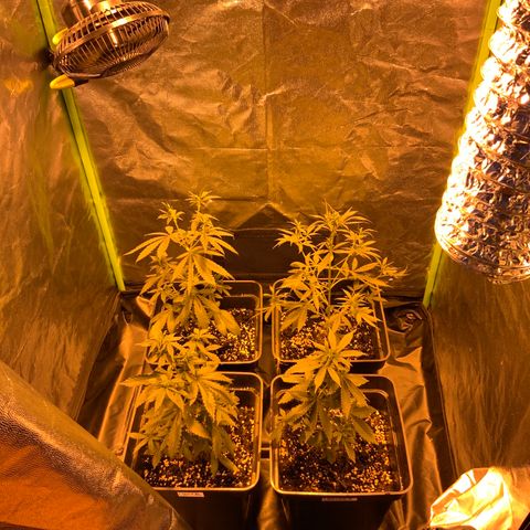 Auto Purple growlog timeline photo