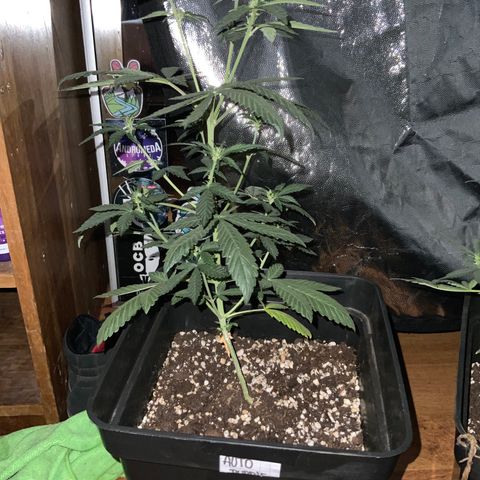 Auto Purple growlog timeline photo
