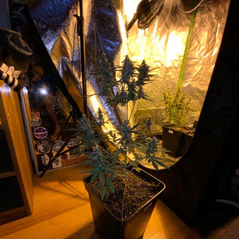 Auto Purple growlog timeline photo
