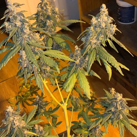 Auto Purple growlog timeline photo