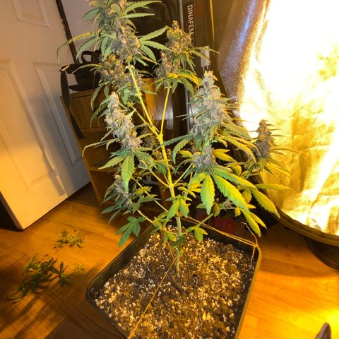 Auto Purple growlog timeline photo
