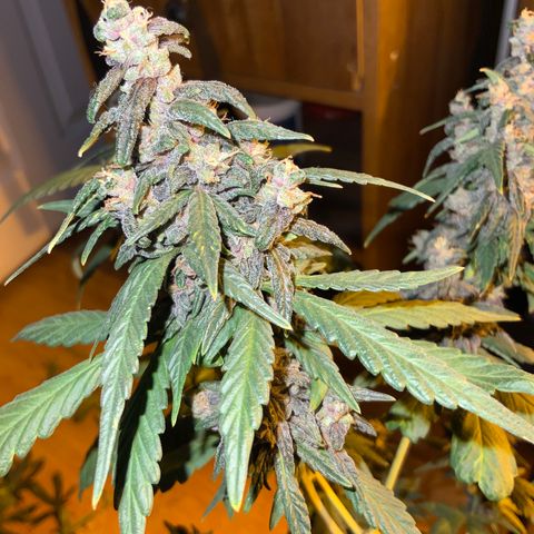 Auto Purple growlog timeline photo