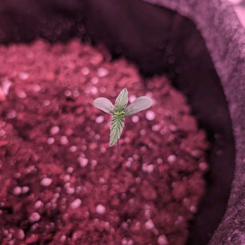 Jessica growlog timeline photo