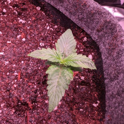 Jessica growlog timeline photo