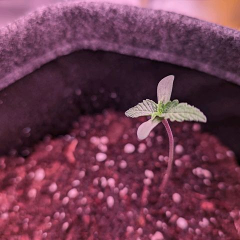 Jessica growlog timeline photo