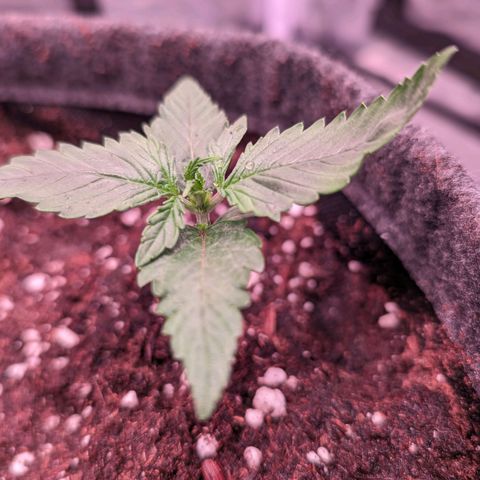 Jessica growlog timeline photo