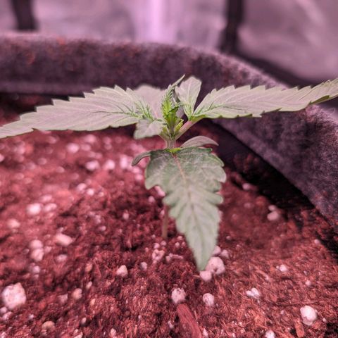 Jessica growlog timeline photo
