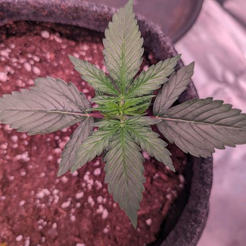 Jessica growlog timeline photo
