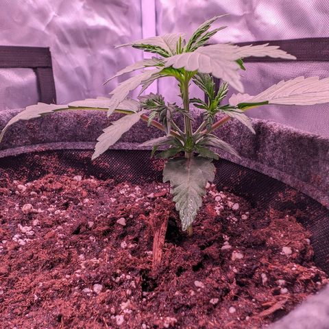 Jessica growlog timeline photo