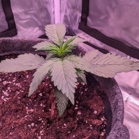 Jessica growlog timeline photo
