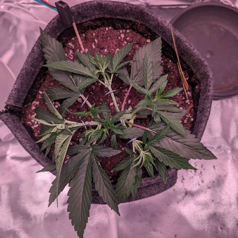 Jessica growlog timeline photo