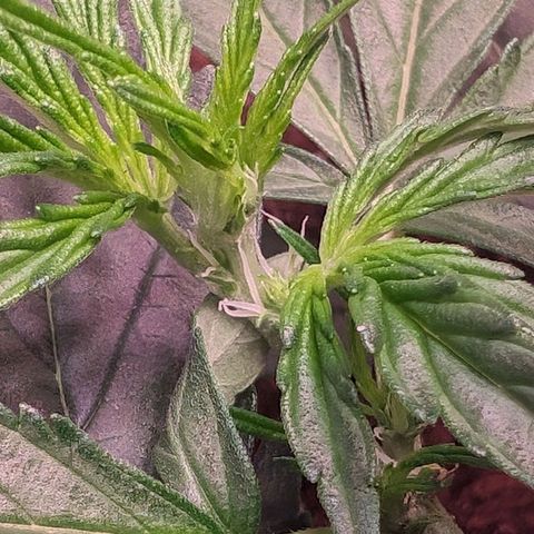 Jessica growlog timeline photo