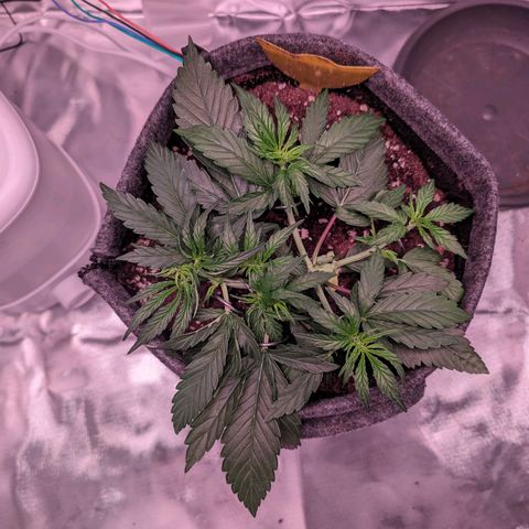 Jessica growlog timeline photo