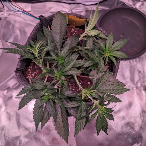 Jessica growlog timeline photo