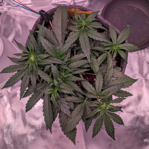 Jessica growlog timeline photo