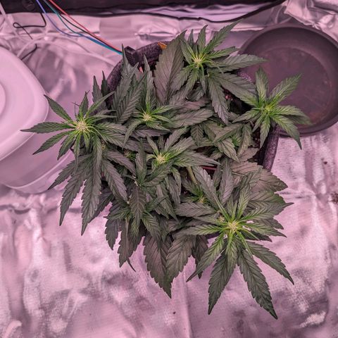 Jessica growlog timeline photo