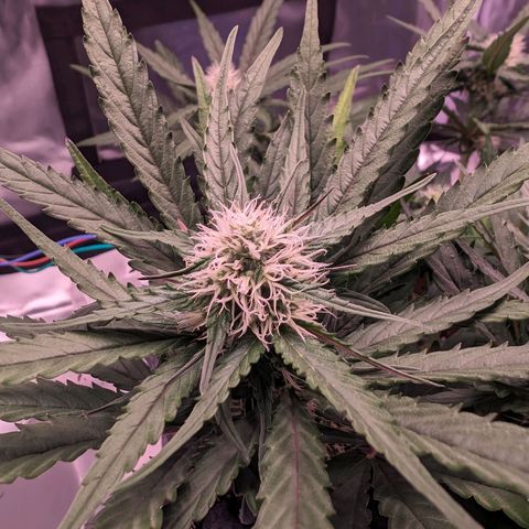 Jessica growlog timeline photo