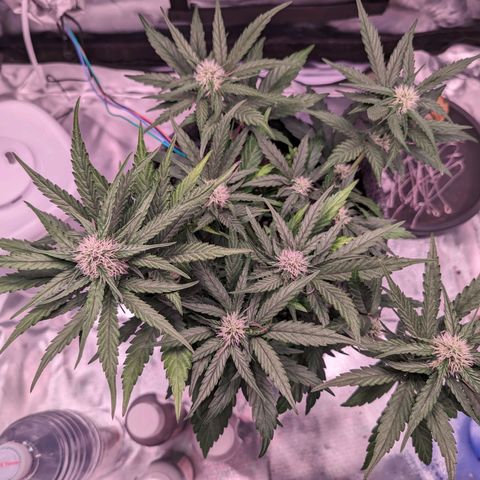Jessica growlog timeline photo