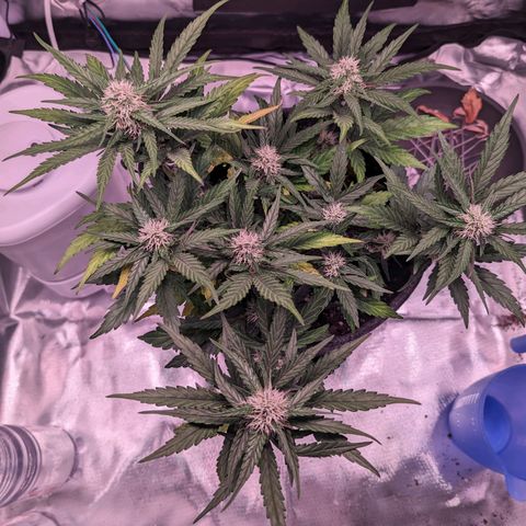 Jessica growlog timeline photo
