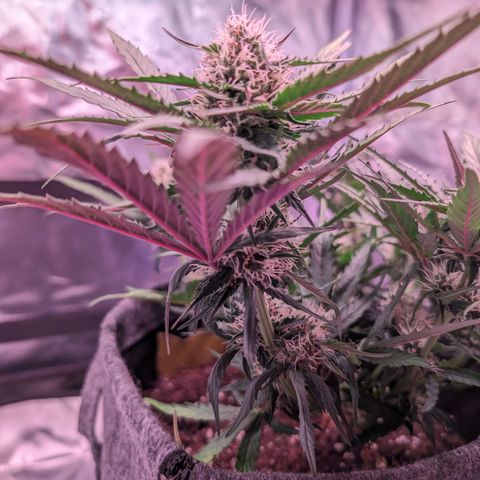 Jessica growlog timeline photo