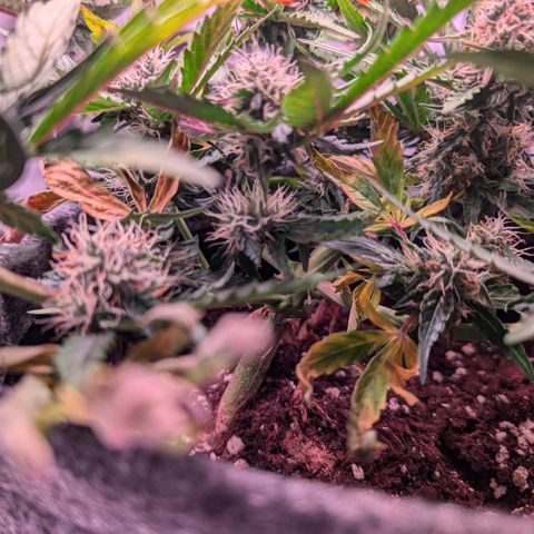 Jessica growlog timeline photo