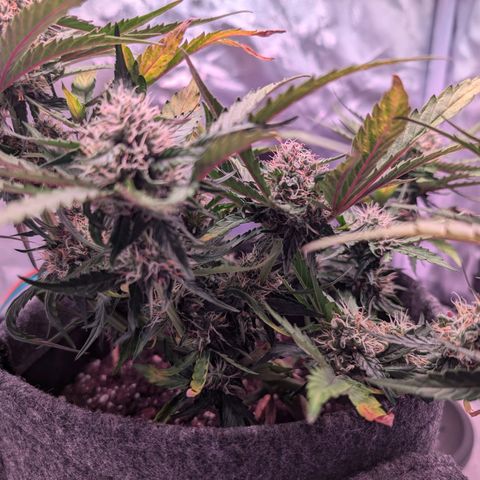 Jessica growlog photo: Abend
