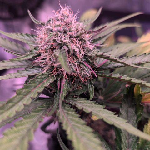 Jessica growlog photo: Abend