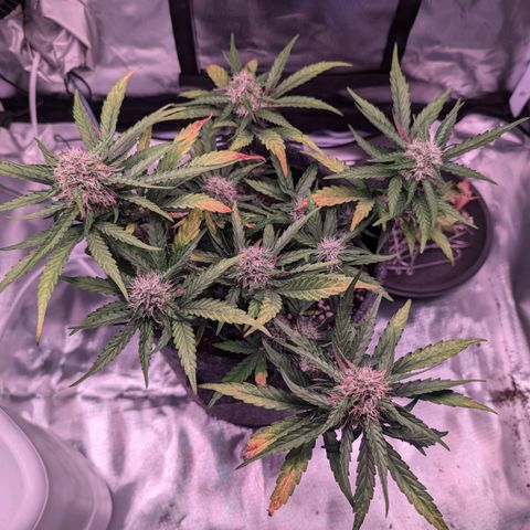 Jessica growlog photo: Abend