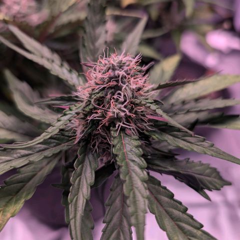 Jessica growlog photo: Abend