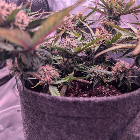 Jessica growlog timeline photo