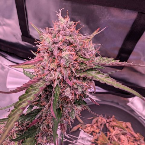 Jessica growlog timeline photo