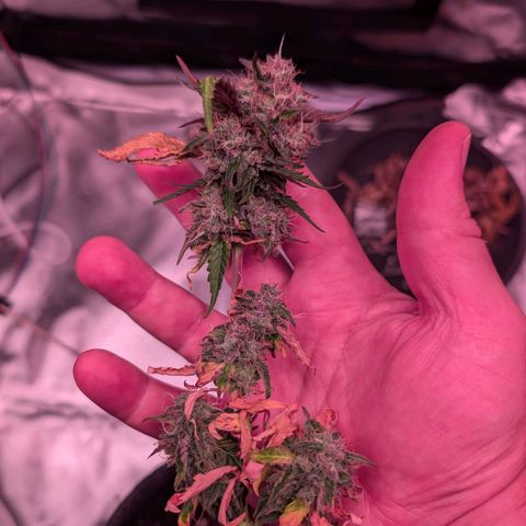 Jessica growlog timeline photo