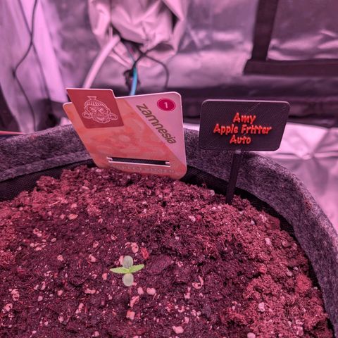 Amy  growlog timeline photo