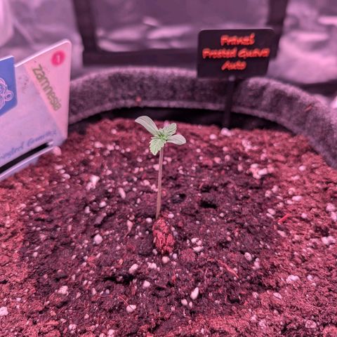 Franzi growlog timeline photo