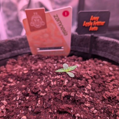 Amy  growlog timeline photo