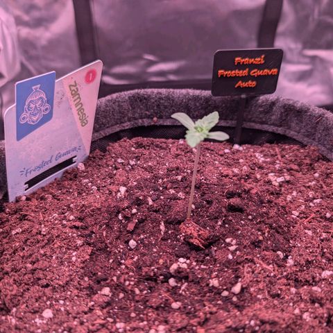 Franzi growlog timeline photo