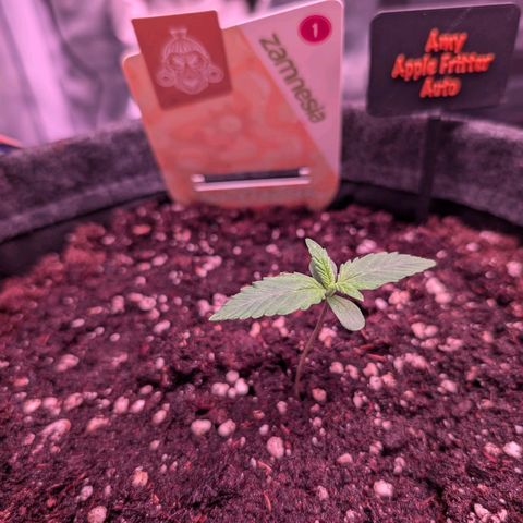 Amy  growlog timeline photo
