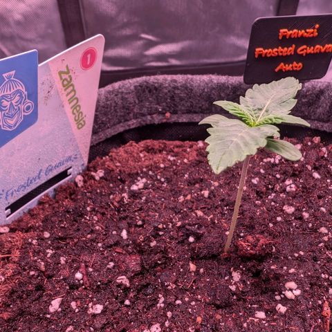 Franzi growlog timeline photo