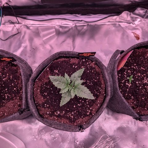 Franzi growlog timeline photo