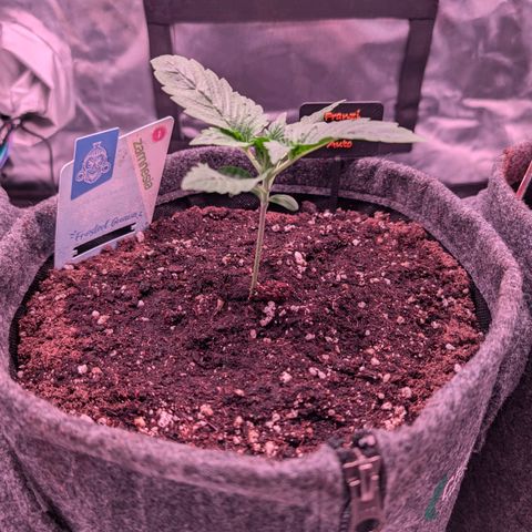 Franzi growlog timeline photo