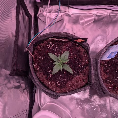 Amy  growlog timeline photo