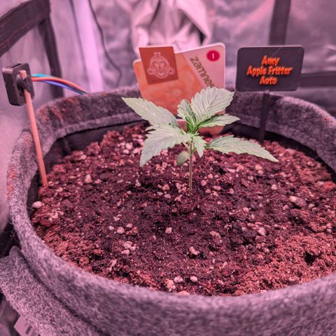 Amy  growlog timeline photo