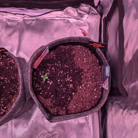 Sally growlog timeline photo