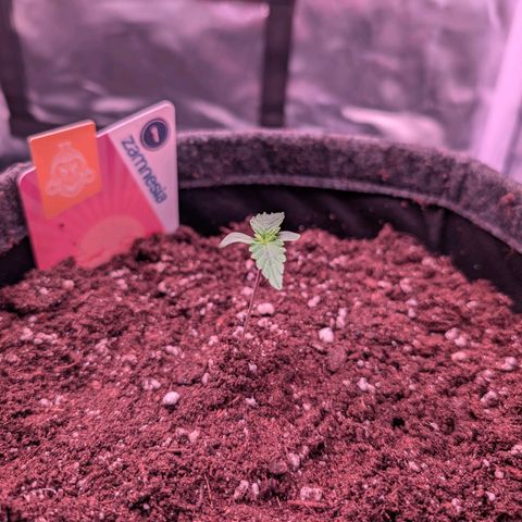 Sally growlog timeline photo