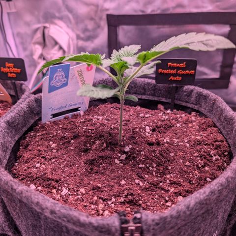 Franzi growlog timeline photo